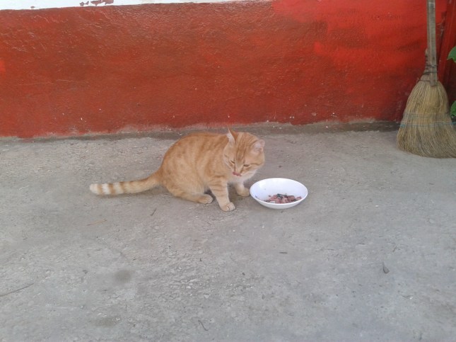 Genç prens yakışıklı