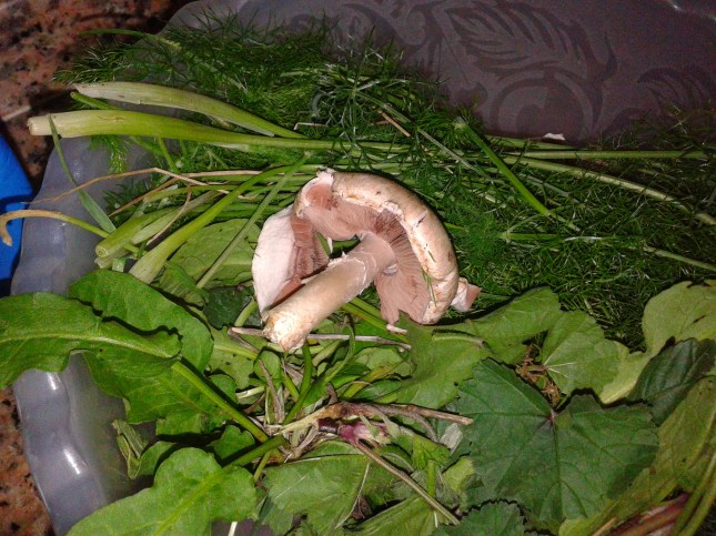 Yabani otlar ve mantar