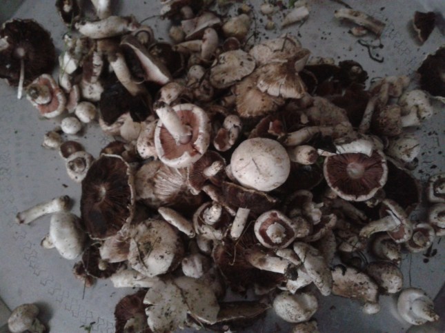 Yabani mantarlar-yıkanmamış