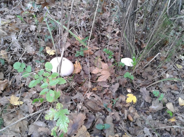 Ağaç dibinde mantarlar