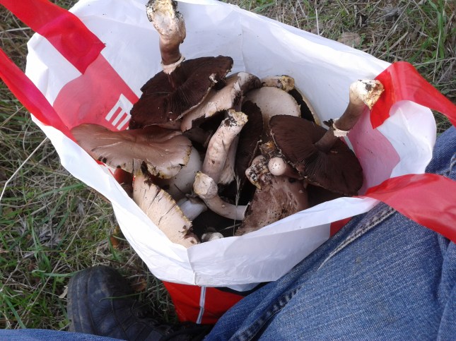 mushroom harvest